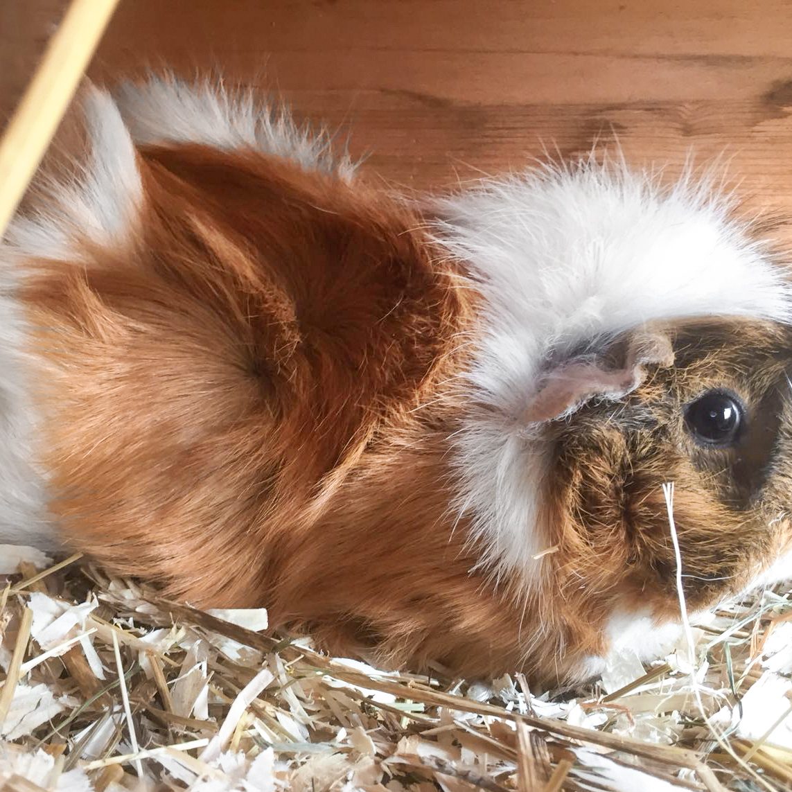 Meerschweinchen-Weibchen Mara / © 2018 Arche KaNaum (AE)
