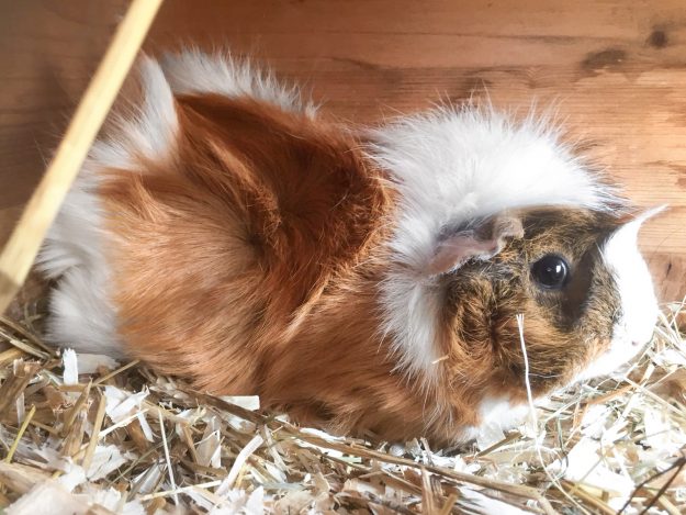 Meerschweinchen-Weibchen Mara / © 2018 Arche KaNaum (AE)