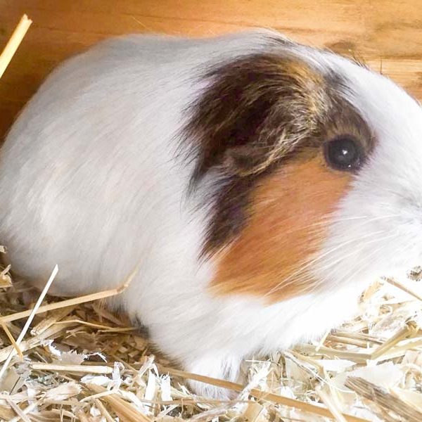 Meerschweinchen-Weibchen Sarah / © 2018 Arche KaNaum (AE)