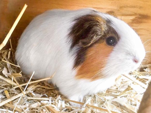 Meerschweinchen-Weibchen Sarah / © 2018 Arche KaNaum (AE)