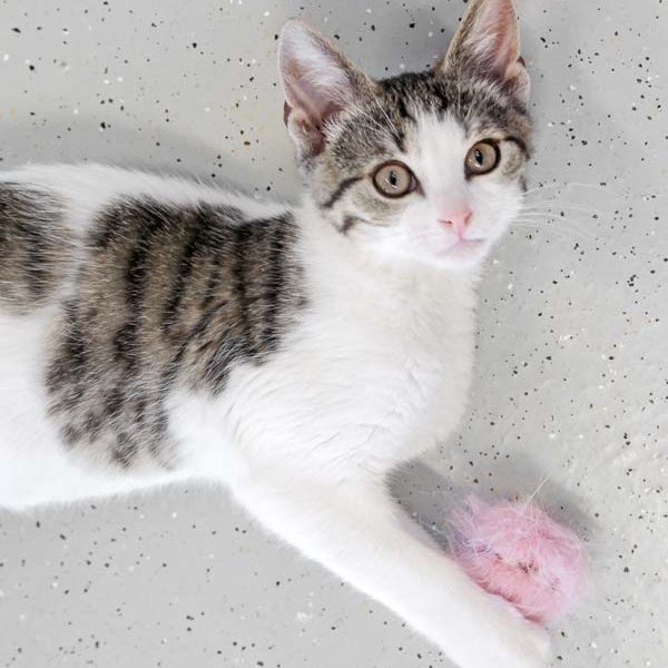 Kater Luke / © 2018 Arche KaNaum (DN) Kater Luke / © 2018 Arche KaNaum (DN)