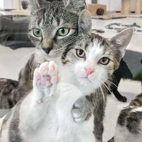 Kater Luke (v.) mit Freundin Rosine / © 2018 Arche KaNaum (DN) Kater Luke (v.) mit Freundin Rosine / © 2018 Arche KaNaum (DN)