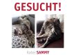 Vermisst: Kater Sammy (S2326028) / © 2018 TASSO e.V.