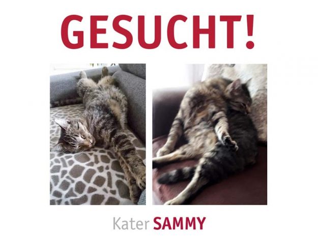 Vermisst: Kater Sammy (S2326028) / © 2018 TASSO e.V.