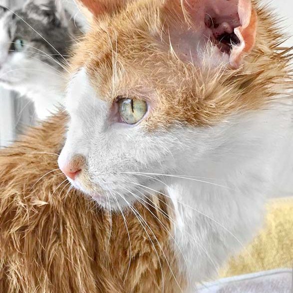 Kater Spencer kurz nach seiner Ankunft bei uns / © 2018 Arche KaNaum (DN)