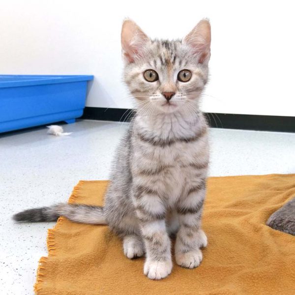 Kätzin Esperanza / © 2018 Arche KaNaum (DN)