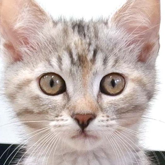 Kätzin Esperanza / © 2018 Arche KaNaum (DN)