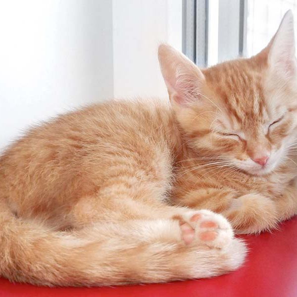 Kater Kasimir / © 2018 Arche KaNaum (DN) Kater Kasimir / © 2018 Arche KaNaum (DN)