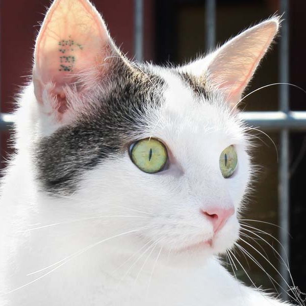 Kater Piccolo / © 2018 Arche KaNaum (DN)