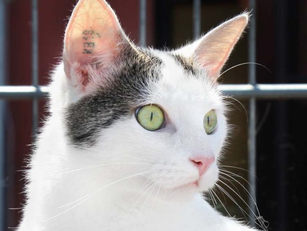 Kater Piccolo / © 2018 Arche KaNaum (DN)