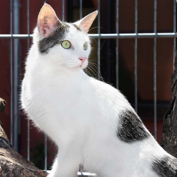 Kater Piccolo / © 2018 Arche KaNaum (DN)