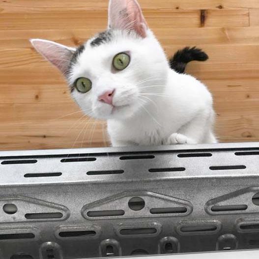 Kater Piccolo / © 2018 Arche KaNaum (DN)