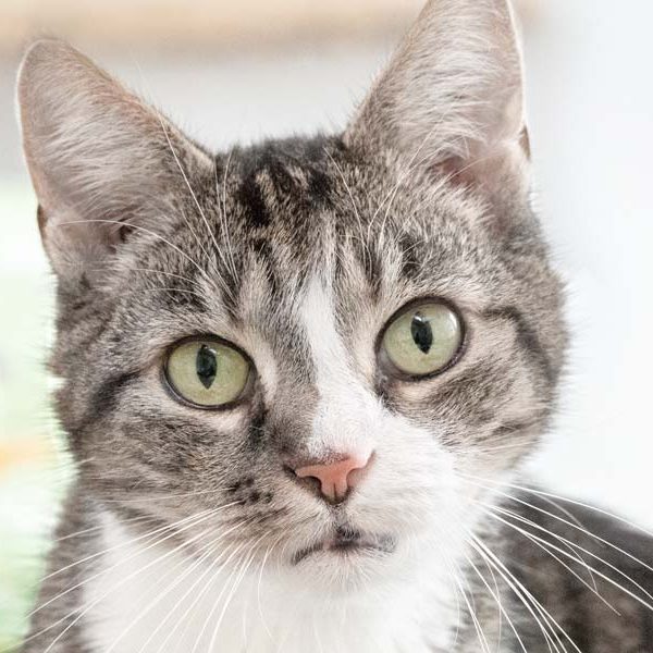 Kater Kurt / © 2018 Arche KaNaum (NH)