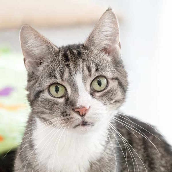 Kater Kurt / © 2018 Arche KaNaum (NH) Kater Kurt / © 2018 Arche KaNaum (NH)