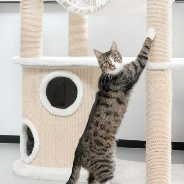 Kater Kurt / © 2018 Arche KaNaum (NH) Kater Kurt / © 2018 Arche KaNaum (NH)