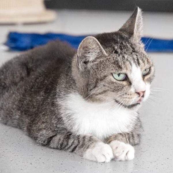 Kätzin Lilo / © 2018 Arche KaNaum (NH) Kätzin Lilo / © 2018 Arche KaNaum (NH)