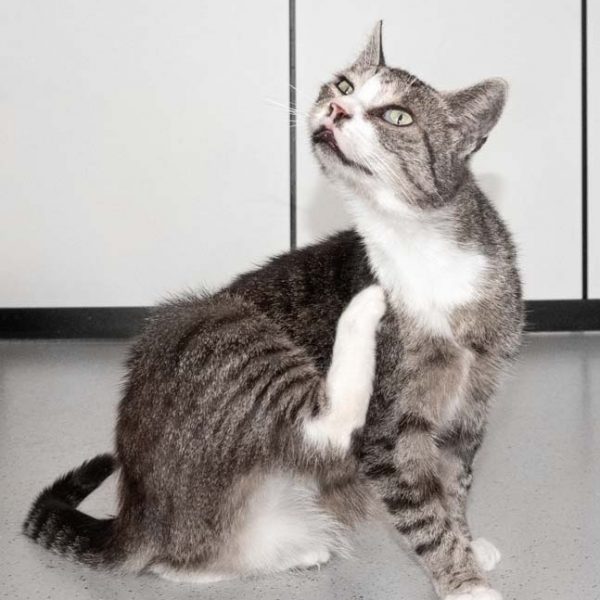 Kätzin Lilo / © 2018 Arche KaNaum (NH) Kätzin Lilo / © 2018 Arche KaNaum (NH)