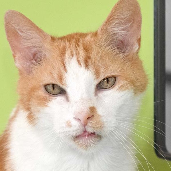 Kater Spencer / © 2018 Arche KaNaum (NH)