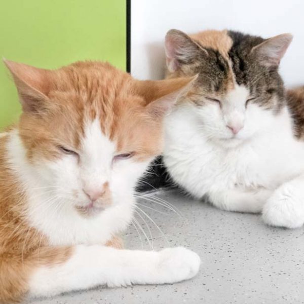 Kater Spencer (l.) mit Freundin Frieda  / © 2018 Arche KaNaum (NH) Kater Spencer (l.) mit Freundin Frieda / © 2018 Arche KaNaum (NH)