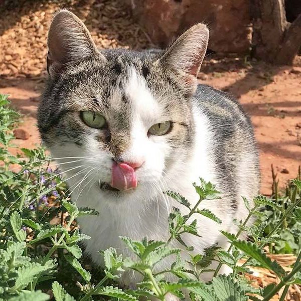 Kater Jack / © 2018 Arche KaNaum (DN)