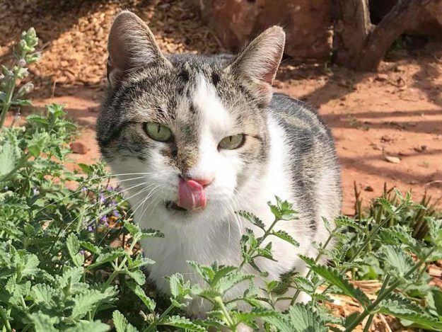 Kater Jack / © 2018 Arche KaNaum (DN)