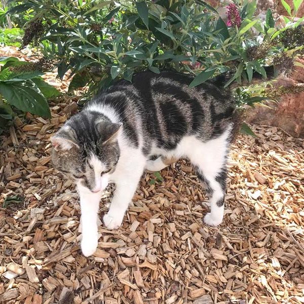 Kater Jack / © 2018 Arche KaNaum (DN)