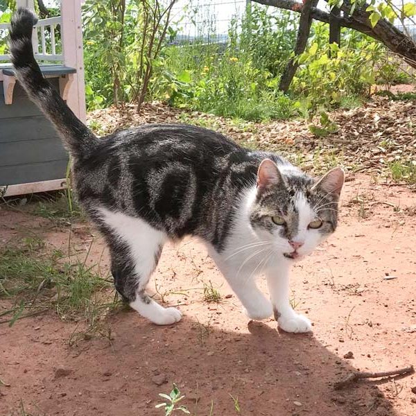 Kater Jack / © 2018 Arche KaNaum (DN)