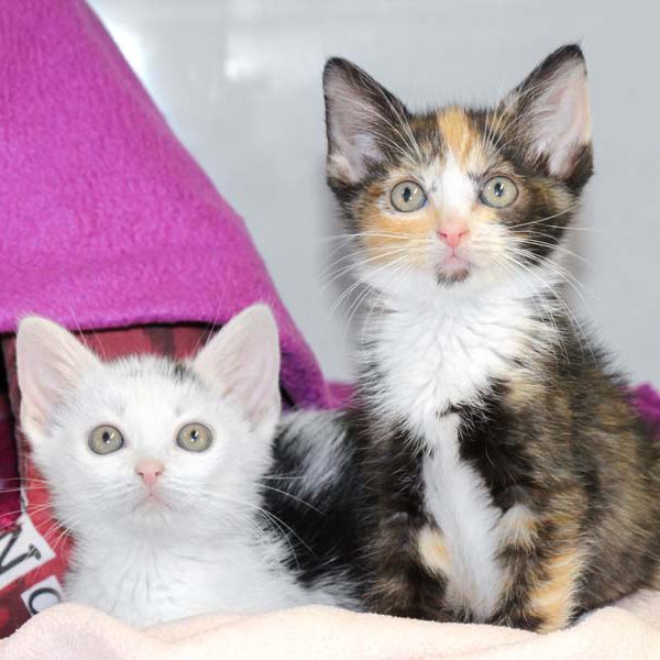 Kater Bernhard (l.) mit Schwester Bianca  / © 2018 Arche KaNaum (DN) Kater Bernhard (l.) mit Schwester Bianca / © 2018 Arche KaNaum (DN)