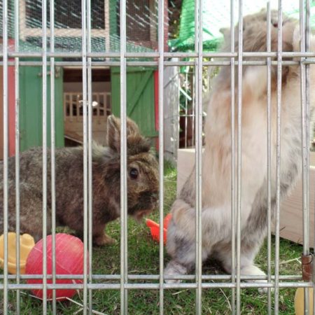 Kaninchenhäsin Nana mit Kumpel im neuen Zuhause / © 27.08.'18 Privat