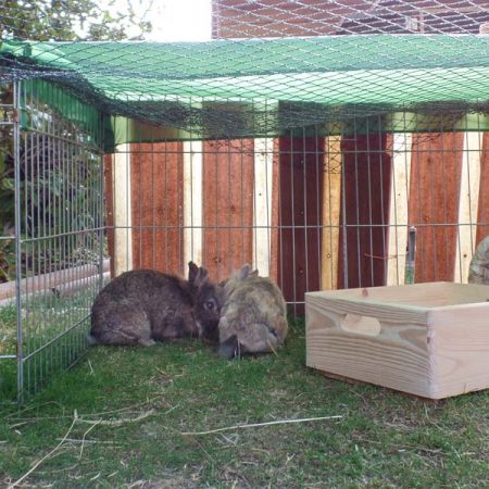 Kaninchenhäsin Nana mit Kumpel im neuen Zuhause / © 27.08.'18 Privat