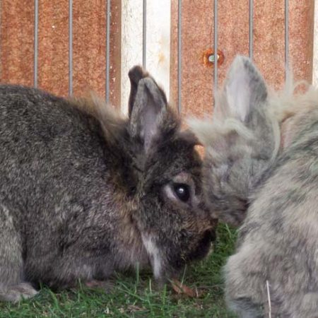 Kaninchenhäsin Nana mit Kumpel im neuen Zuhause / © 27.08.'18 Privat