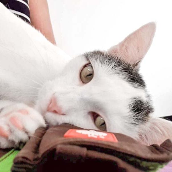 Kater Piccolo / © 2018 Arche KaNaum (DN)