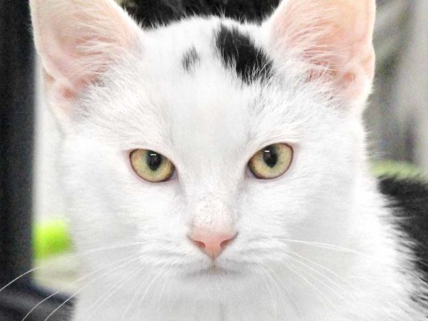 Kater Bernhard / © 2018 Arche KaNaum (DN)