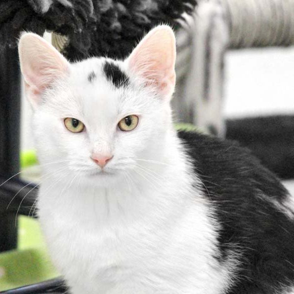 Kater Bernhard / © 2018 Arche KaNaum (DN) Kater Bernhard / © 2018 Arche KaNaum (DN)