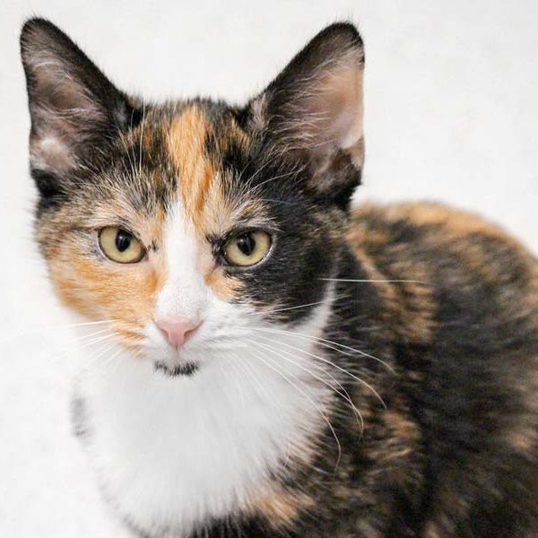 Kätzin Bianca  / © 2018 Arche KaNaum (DN) Kätzin Bianca / © 2018 Arche KaNaum (DN)