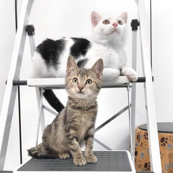 Kater Bernhard (o.) mit Kumpel Urmel / © 2019 Arche KaNaum (DN) Kater Bernhard (o.) mit Kumpel Urmel / © 2019 Arche KaNaum (DN)