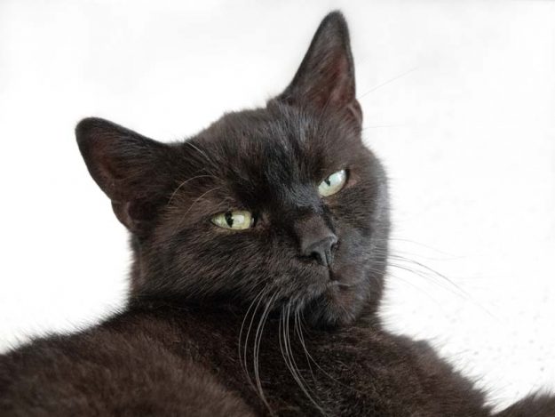 Kätzin Greta / © 2018 Arche KaNaum (NH)