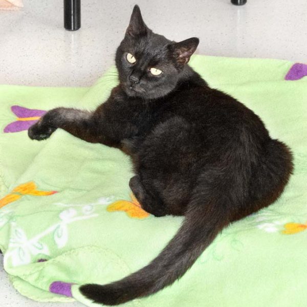 Kätzin Greta / © 2018 Arche KaNaum (NH) Kätzin Greta / © 2018 Arche KaNaum (NH)