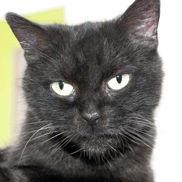 Kätzin Greta / © 2018 Arche KaNaum (NH) Kätzin Greta / © 2018 Arche KaNaum (NH)