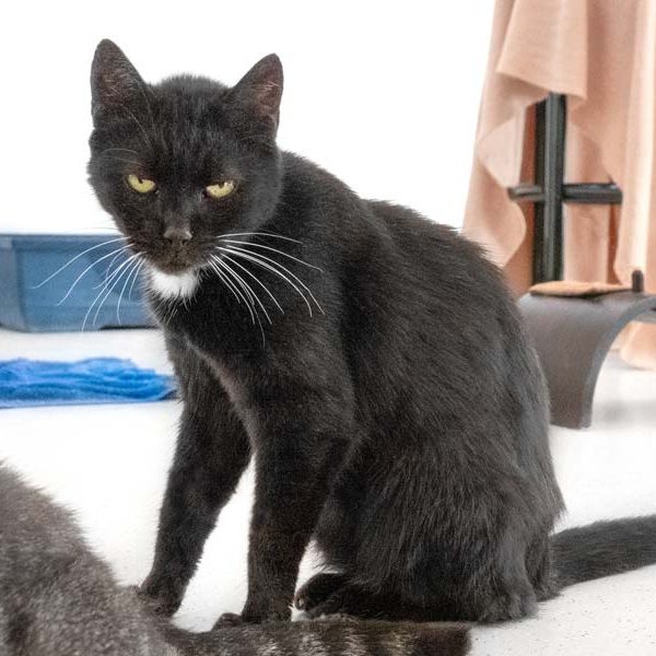 Kätzin Penny / © 2018 Arche KaNaum (NH) Kätzin Penny / © 2018 Arche KaNaum (NH)