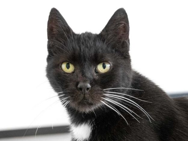 Kätzin Penny / © 2018 Arche KaNaum (NH)