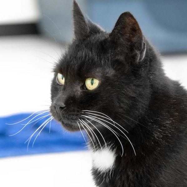 Kätzin Penny / © 2018 Arche KaNaum (NH) Kätzin Penny / © 2018 Arche KaNaum (NH)