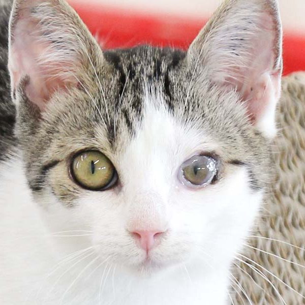 Kätzin Bailey / © 2018 Arche KaNaum (DN) Kätzin Bailey / © 2018 Arche KaNaum (DN)