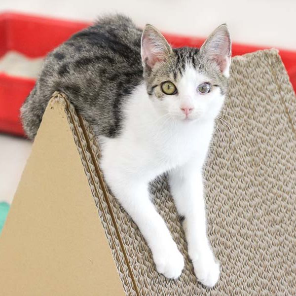 Kätzin Bailey / © 2018 Arche KaNaum (DN) Kätzin Bailey / © 2018 Arche KaNaum (DN)