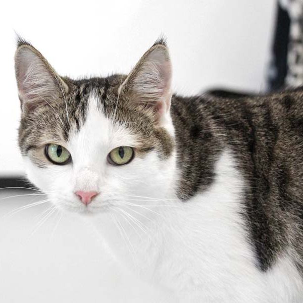 Kater Tequila / © 2019 Arche KaNaum (DN) Kater Tequila / © 2019 Arche KaNaum (DN)