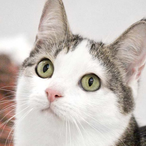 Kater Tequila / © 2019 Arche KaNaum (DN) Kater Tequila / © 2019 Arche KaNaum (DN)