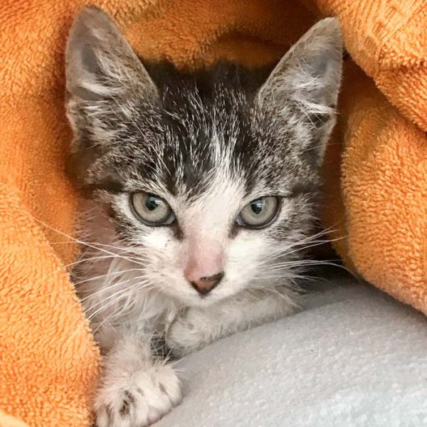 Kater Seppel - kurz nachdem er zu uns kam / © 2018 Arche KaNaum (DN)