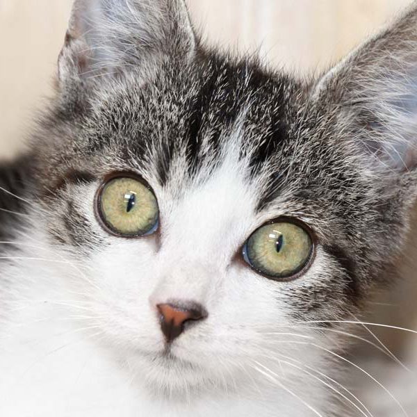 Kater Seppel / © 2018 Arche KaNaum (DN)