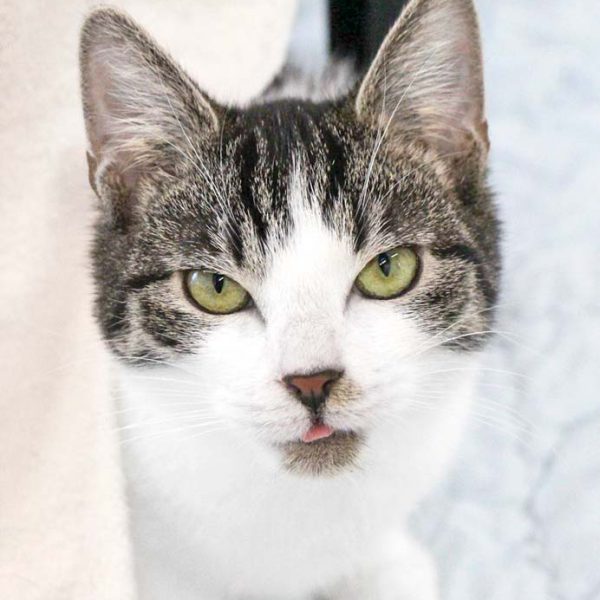 Kater Seppel / © 2019 Arche KaNaum (DN)