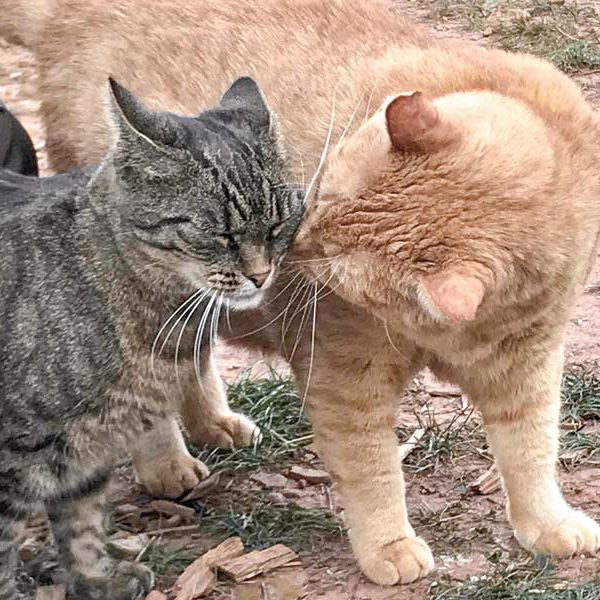 Kätzin Benice (l.) und Kater Janbo / © 2018 Arche KaNaum (DN)